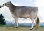SHYRAZ